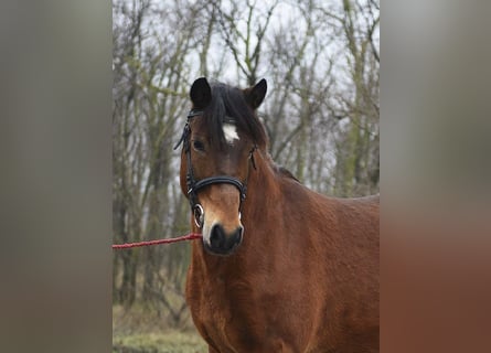 More ponies/small horses, Mare, 5 years, 14,2 hh, Brown