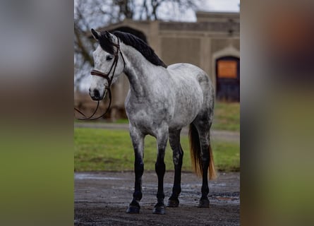 More ponies/small horses, Mare, 5 years, 14,2 hh, Grey-Dapple