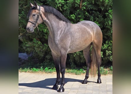More ponies/small horses, Mare, 5 years, 14,2 hh, Grey-Red-Tan