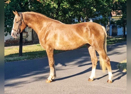 More ponies/small horses Mix, Mare, 5 years, 14,3 hh, Palomino