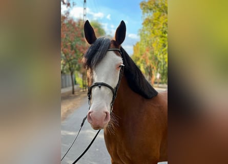 More ponies/small horses, Mare, 5 years, 15.1 hh, Brown