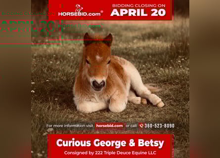 More ponies/small horses, Mare, 5 years, 8 hh, Pinto