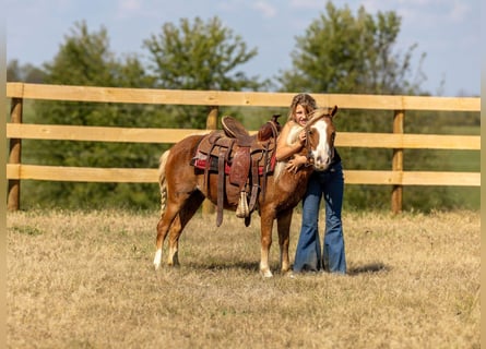 More ponies/small horses, Mare, 5 years, 9,2 hh, Sorrel