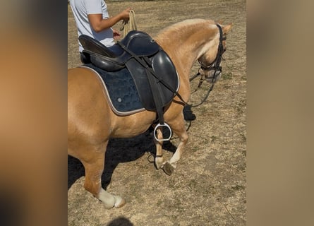 More ponies/small horses, Mare, 6 years, 11.1 hh, Palomino