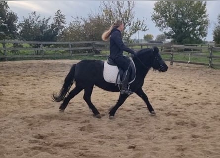 More ponies/small horses, Mare, 6 years, 12.1 hh, Black
