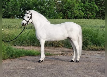 More ponies/small horses, Mare, 6 years, 13,1 hh, Gray