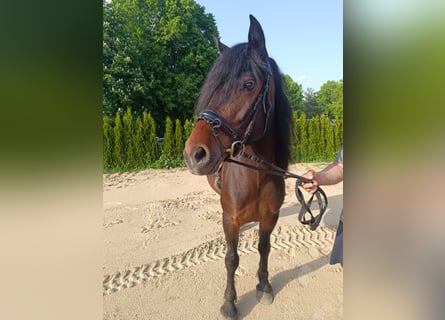 More ponies/small horses, Mare, 6 years, 14.2 hh, Bay-Dark