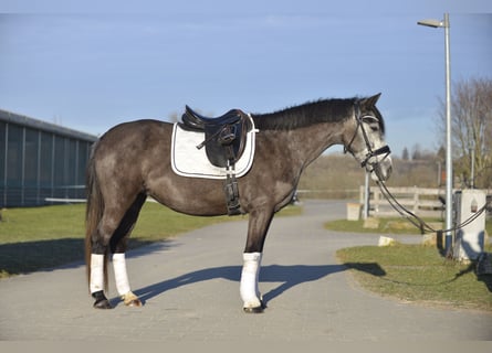 More ponies/small horses, Mare, 6 years, 14 hh, Gray-Dapple