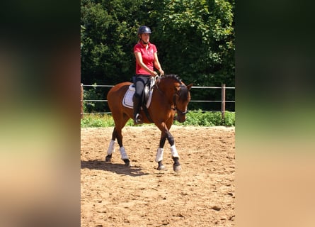 More ponies/small horses, Mare, 6 years, 14,1 hh, Brown