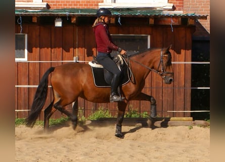 More ponies/small horses, Mare, 6 years, 14,1 hh, Brown