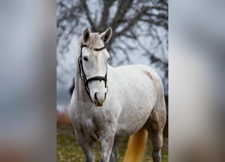 More ponies/small horses, Mare, 6 years, 14,1 hh, Grey