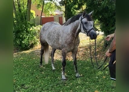 More ponies/small horses, Mare, 6 years, 14,1 hh, Grey