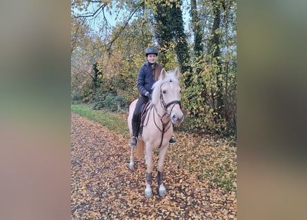 More ponies/small horses, Mare, 6 years, 14,1 hh, Palomino