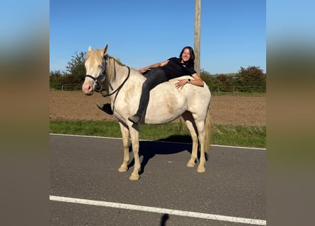 More ponies/small horses, Mare, 6 years, 14,3 hh, Cremello