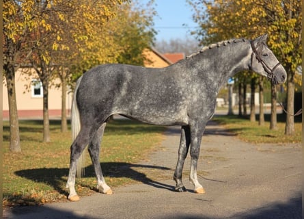 More ponies/small horses, Mare, 6 years, 14,3 hh, Grey-Dapple