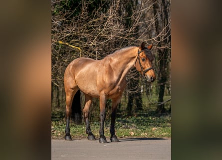 More ponies/small horses, Mare, 6 years, 15,1 hh, Roan-Red