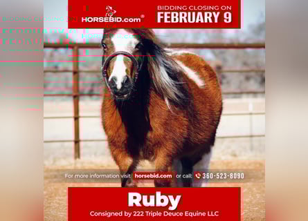 More ponies/small horses, Mare, 6 years, 8 hh, Pinto