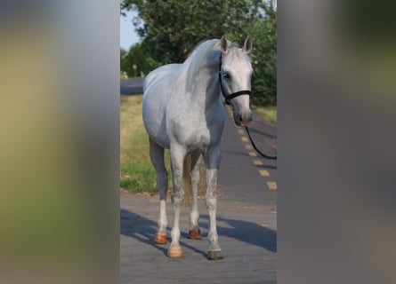 More ponies/small horses, Mare, 6 years, Grey