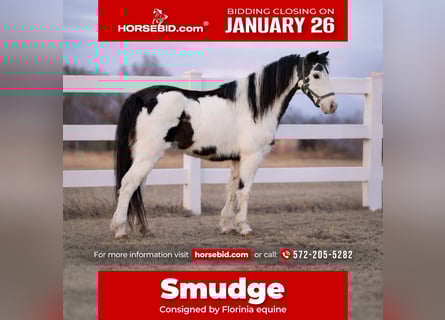 More ponies/small horses, Mare, 7 years, 11.2 hh, Pinto