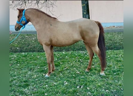 More ponies/small horses, Mare, 7 years, 12,1 hh, Chestnut-Red