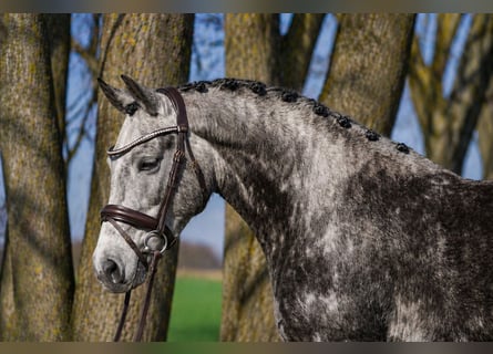 More ponies/small horses, Mare, 7 years, 13.2 hh, Grey