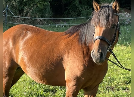 More ponies/small horses, Mare, 7 years, 13,1 hh, Brown