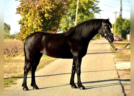 More ponies/small horses, Mare, 7 years, 14.2 hh, Black