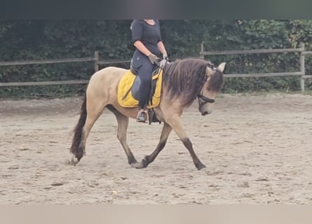 More ponies/small horses, Mare, 7 years, 14 hh, Dun