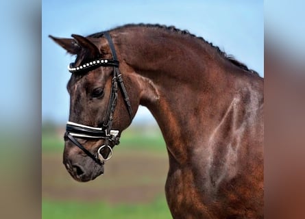 More ponies/small horses Mix, Mare, 7 years, 14,1 hh, Chestnut