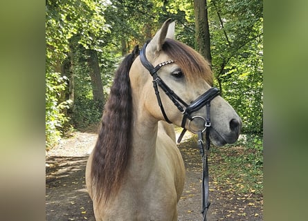 More ponies/small horses, Mare, 7 years, 14,1 hh, Dun