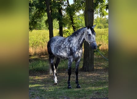 More ponies/small horses, Mare, 7 years, 14,1 hh, Grey