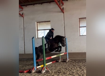 More ponies/small horses, Mare, 7 years, 14,2 hh, Brown