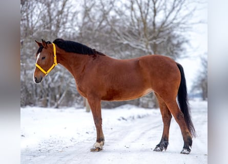 More ponies/small horses, Mare, 7 years, 14,2 hh, Brown