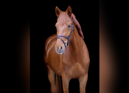 More ponies/small horses, Mare, 7 years, 15 hh, Chestnut-Red
