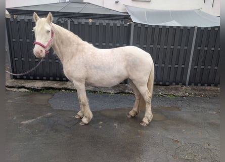 More ponies/small horses, Mare, 7 years, 15 hh, Cremello