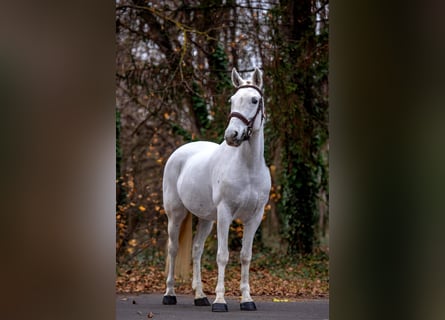 More ponies/small horses, Mare, 7 years, 15,1 hh, Grey