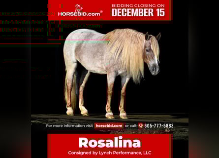 More ponies/small horses, Mare, 8 years, 11.1 hh, Roan-Red