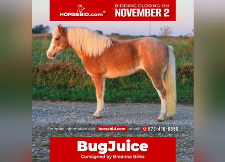 More ponies/small horses, Mare, 8 years, 11.2 hh, Roan-Red