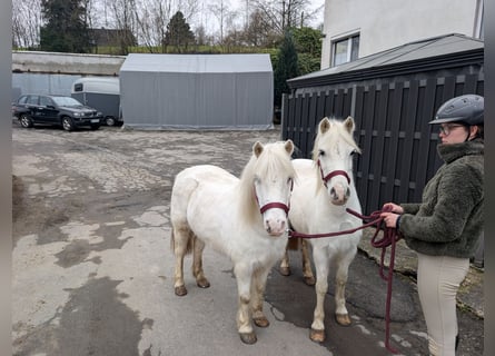 More ponies/small horses, Mare, 8 years, 11,2 hh, Grey