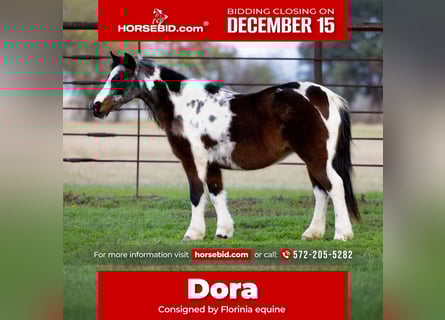 More ponies/small horses, Mare, 8 years, 11,2 hh, Roan-Bay