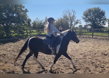 More ponies/small horses, Mare, 8 years, 12,2 hh, Pinto