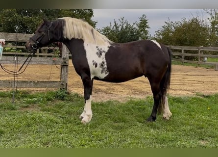 More ponies/small horses, Mare, 8 years, 13,1 hh, Pinto