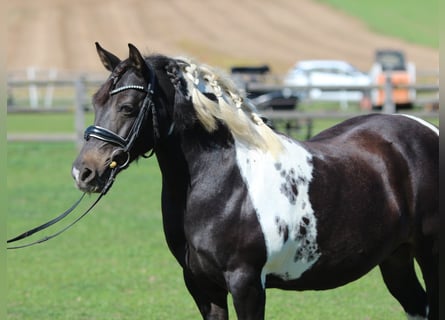 More ponies/small horses, Mare, 8 years, 13,1 hh, Pinto