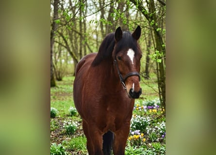 More ponies/small horses, Mare, 8 years, 14.1 hh, Brown