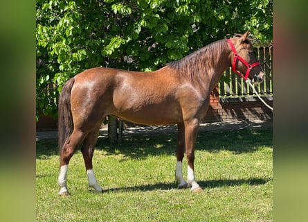 More ponies/small horses, Mare, 8 years, 14.2 hh, Chestnut