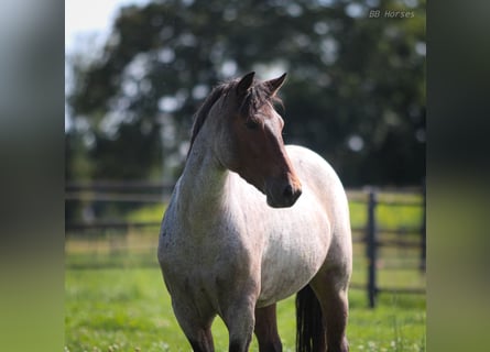 More ponies/small horses, Mare, 8 years, 14.3 hh, Roan-Bay