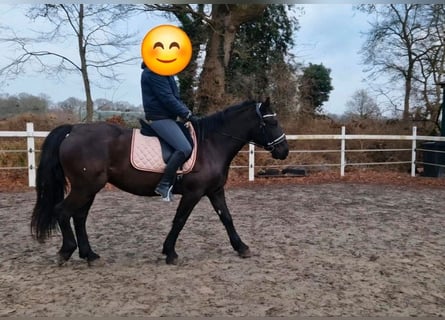 More ponies/small horses, Mare, 8 years, 14,2 hh, Black