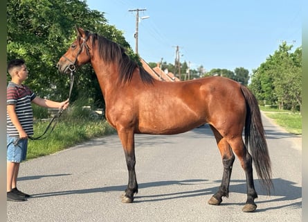 More ponies/small horses, Mare, 8 years, 14,2 hh, Brown