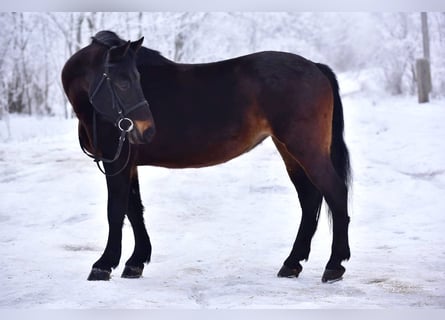 More ponies/small horses, Mare, 8 years, 14,2 hh, Brown
