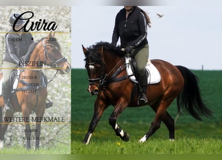 More ponies/small horses, Mare, 8 years, 15 hh, Brown